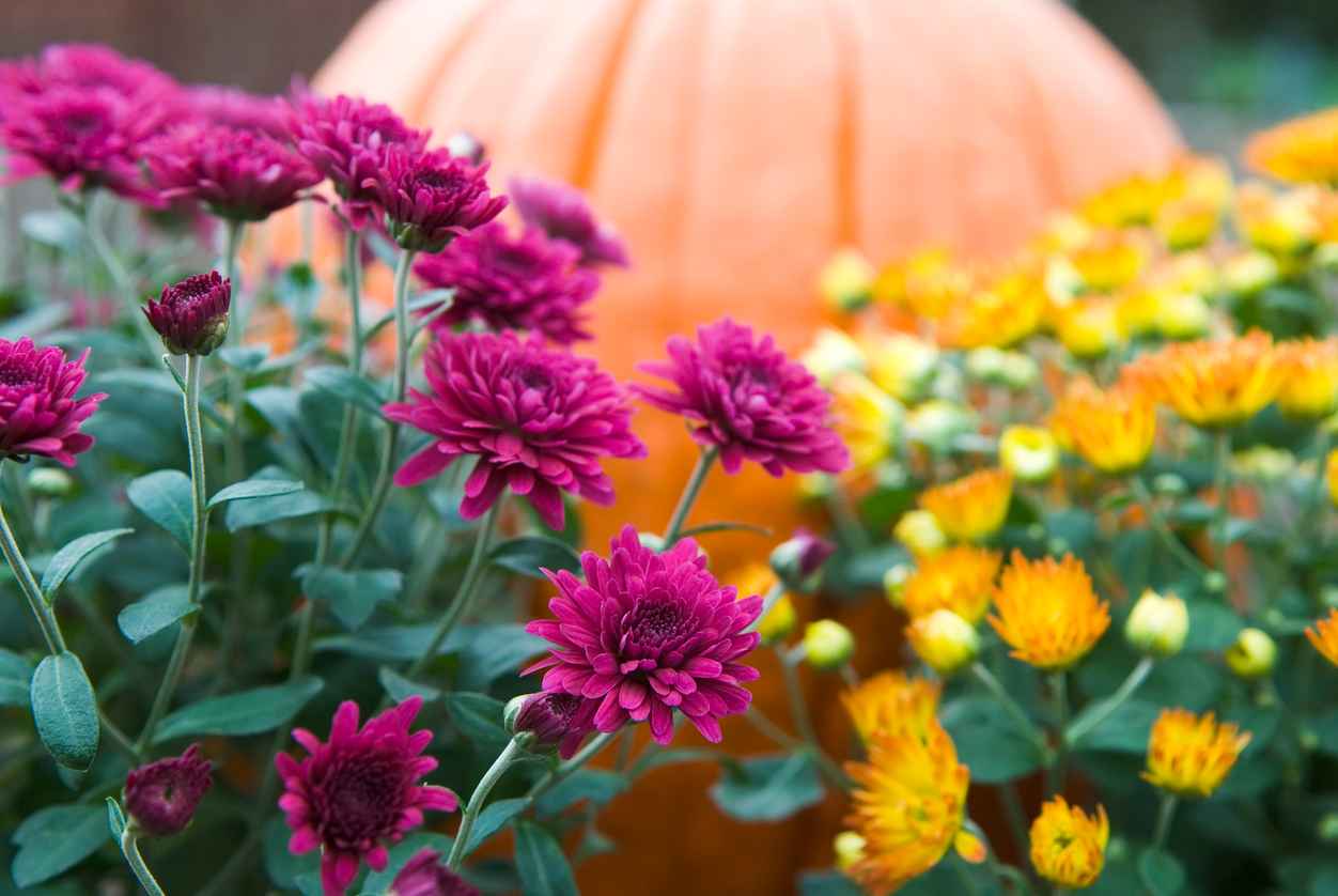 Mums and pumpkins