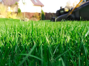 Spring season sunny lawn mowing in the garden. Lawn blur with soft light for background