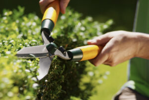 Man uses hedge clippers to trim hedge in garden