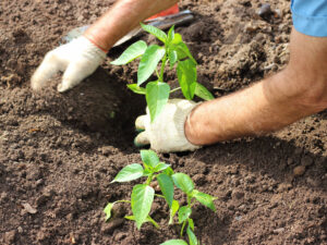 Process of planting young pepper seedlings to the soil in vegetable garden. Blurred motion