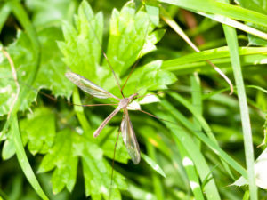Large mosquito sitting on a leaf