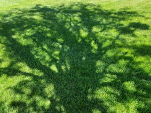 a shade trees backyard grass lawn tree shadow shadows sunny yard daytime afternoon sun shady