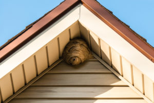 Paper wasp nest on triangular roof siding