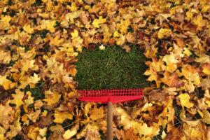 Rake raking leaves