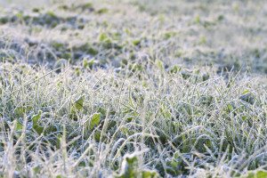 green grass in frost