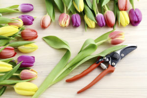 Various colored tulips