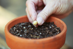Person planting seed in flower pot